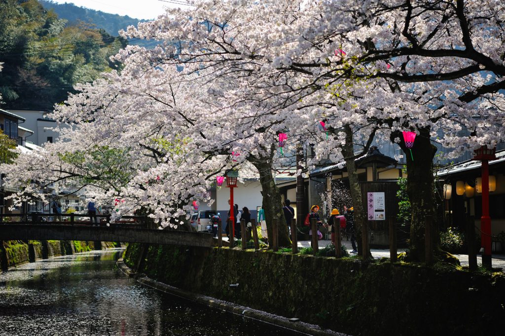 城崎の桜の時期の風景