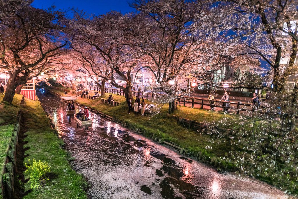 新河岸川の桜の花いかだ