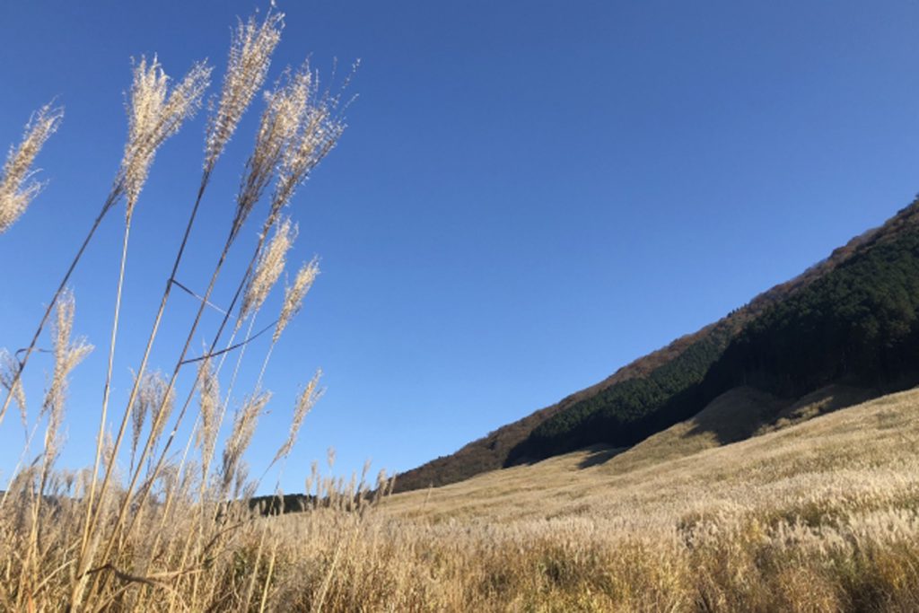 仙石原：ススキ草原の風景