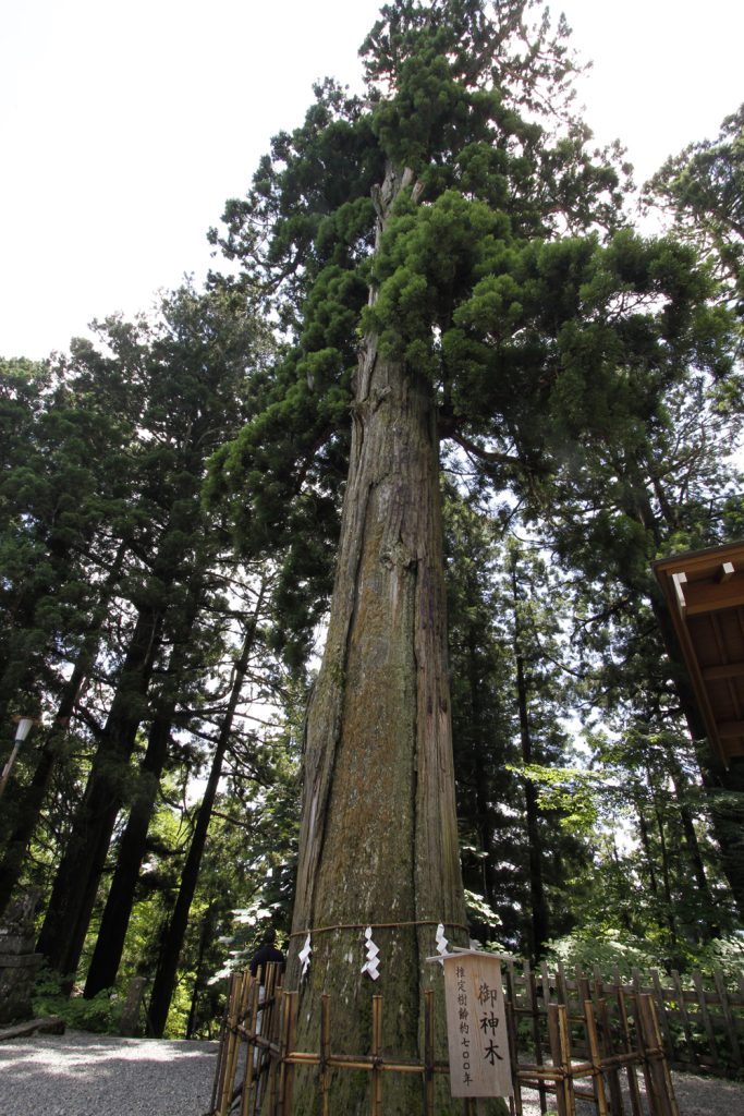 樹齢7-800年の杉の木（御神木）
